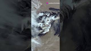 The Lake That Turns Animals Into Statues #LakeNatron #NatureDocumentary #Wildlife #SurrealNature