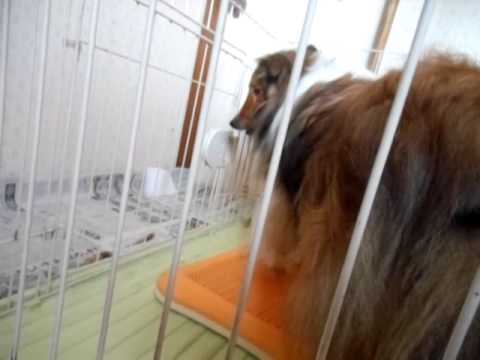 2013.2.21　悪さしたお仕置き。目の前にあるのに取れない。