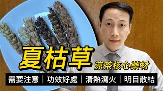 夏枯草，涼茶核心藥材，名字由來、好處與使用禁忌的深度解析