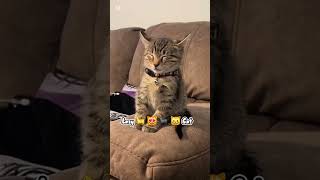 The funny lazy kitten #funny #laugher #humorvibes #memes #funnyideas #dontlaught #funny #kitten