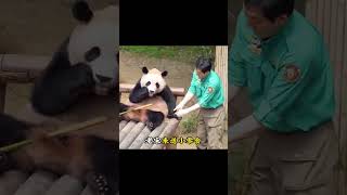 全家出动看到忙内辉辉伤心姜爷爷宋爷爷还有姐姐都来安慰辉辉辉宝睿宝爱宝双胞胎