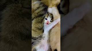 🐾🐱 | Lovely Little Kitten🐱💕 #kitten #shortvideo #cat #animallife