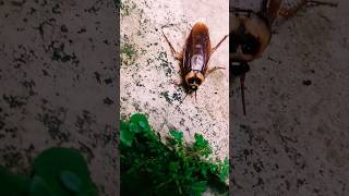 Cockroach video 🪳  #shorts #subrata #viralvideo #trending #youtubeshorts @ManojDey @MrBeast