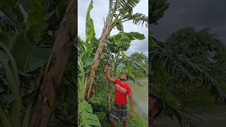 How bananas are cut, food (episode 2882) 😱 #food #shorts #satisfying #trending #viral #asmr