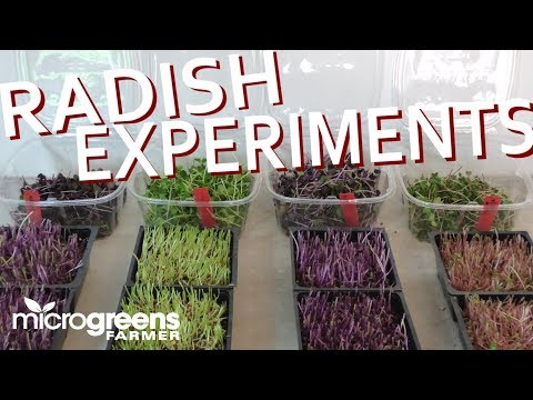 RADISH MICROGREENS - Results From Trialing 4 Varieties