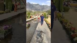 Tulip Garden....Srinagar.... Kashmir