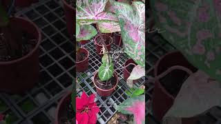 植物 ❚ 南門花市·真善美園藝 Pink Cloud 彩葉芋