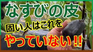 なすびの皮が固くなる4つの理由と対策