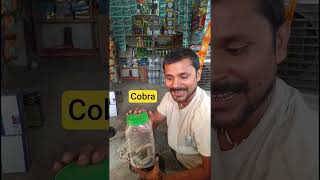 Ye Adsar Snake Hai? 😱 LIVE Cobra Rescue in India | #shorts #snake