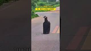 都以為是人扮的 #意外 #神奇 #禿鷹 #萬萬沒想到 #有趣 #amazing #vulture #shorts