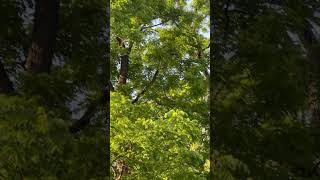 Trees & Birdsongs 🥰 #peaceful #mindfulmoments #presence #beherenow