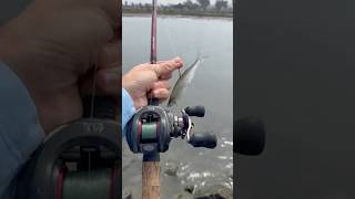 Big LIVE Bait Caught With Cast NET! #fishingvideo #fishingequipment