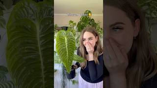 My plant market haul #newplants #planthaul