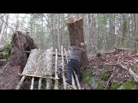 手工剥下一张大树皮，搭建原始树皮屋顶庇护所冬季丛林野外露营