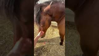 🫶🏻😍🫶🏻 #horse #equestrian #shorts #viral #equestrian #cc #edit #icandoit