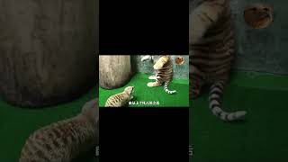 不管什么动物，幼崽时期真是让人喜欢