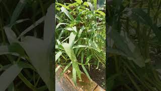 #蕹菜 #成長記録 #東倒西歪#營養不良#蔬菜种植 #園藝 #土