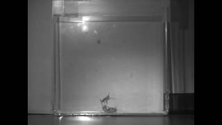 Solifugid foraging (Class Arachnida, Order Solifugae)