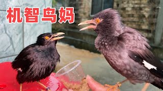 鸟妈妈太聪明！会把小鸟拉在窝里的粑粑叼出去丢掉，时刻保持鸟窝清洁【叁伍萌宠】