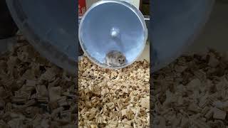 跑跑跑🤩🤩 #倉鼠 #可愛動物 #cute #animals #可愛 #動物 #可愛い #pets #hamsters #鼠鼠 #鼠 #可爱 #養鼠日常 #萌宠 #萌寵 #寵物生活 #寵物