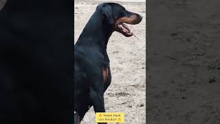 Gorgeous Doberman Female 😍💥 #dobermanshorts #dogvideos  #beautifuldog #dobermandog #dogslovers