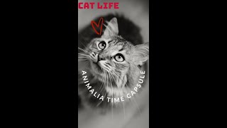 "Why Do Cats Act Like They Own Us? | The Secret World of Feline Behavior"