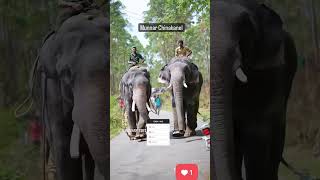 kumki elephants Vikram, Surendran, Kunju and Surya Chinnakanal and arikomban