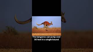 5 amazing facts about animals