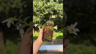 Dendrobium moniliforme orchid plant on wood with simple ideas #orchid 🌿🍀🌵🌷