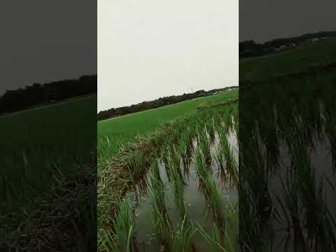 गांव wale Kisan status #kisanstatus #farmingstatus #farming