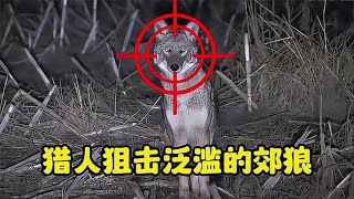 國外牧場郊狼氾濫，獵人手持連狙夜視加消音，郊狼無一倖免！ 《肉食獵人》S14E4