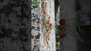 Fire Ants vs Dragonfly: Nature’s Brutal Showdown