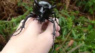 CP Video Series Episode 64 - Chalcosoma caucasus