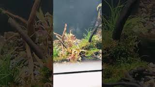 New aquascape Fluval flex