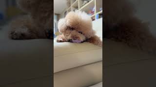 Poodle 주인아!공던져줘라!!