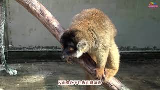 當靈長類動物遇到蛇~好奇心太強未必好事！