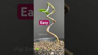 Easy Ways to Shape a Bonsai Tree
