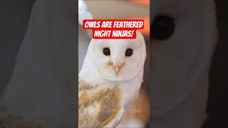 Owls Are Feathered Night Ninjas! 🦉🌙 #shorts #owl
