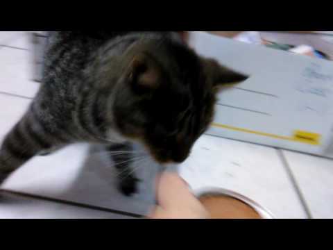 Impatient Kitty