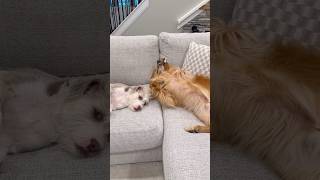 The pranking puppy strikes again!