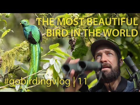 The Most Beautiful Bird in the World | #gobirdingvlog 11 | Birding Vlog