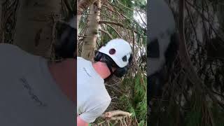 @sipprotection #Air-Go popping tops in comfort #arborist #arblife #treesurgeon #T540i #treeworker