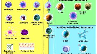 Autoimmune Diseases and Immune System Structure Th1-Th2 | DTD AIP Nutritional Program