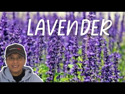 6 Tips For Growing Lavender From Seed Indoors | Budget Gardening