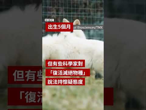 冰河時期「恐狼」復活引專家質疑－ BBC News 中文