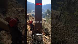 Precision Tree Felling on Japanese Slopes