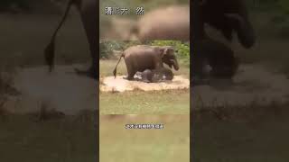 大象報復鱷魚 #看動物世界品百味人生 #野生動物零距離