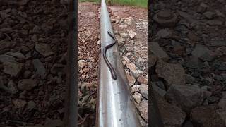 Get on the train quickly#train#challenge#shortsvideo#color#comedy