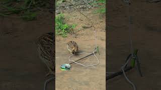 Primitive Quail Trap #youtubeshorts #shorts #shortvideo