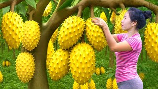 Harvesting Giant Wild SOURSOP Mangcaxiem Fruit Go To Market Sell,Soursop Tea|Harvesting Farm Produce